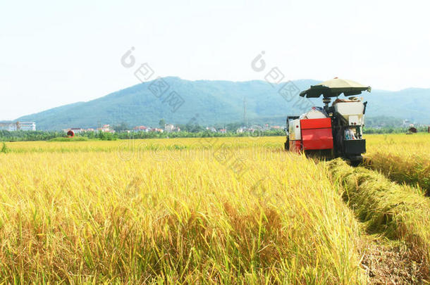 农民们用机器在田里收割水稻