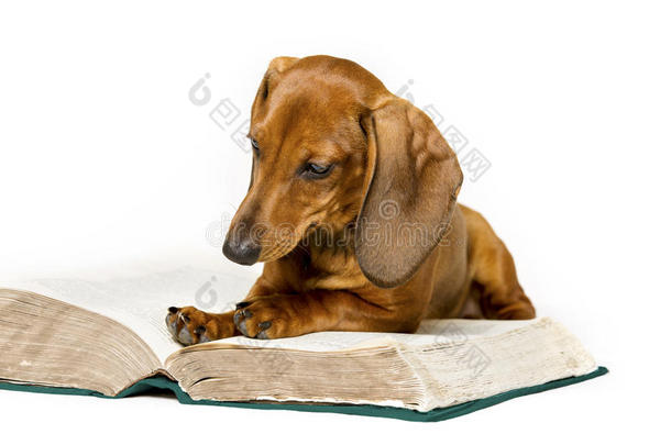 狗读书，动物学校教育，白色阅读