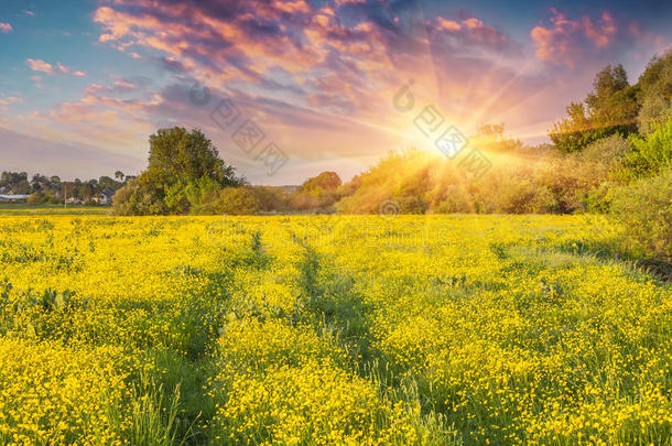 五彩缤纷的夏季日出在黄花草地上。