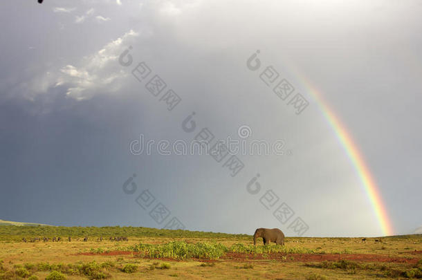 南非的非洲大象和彩虹