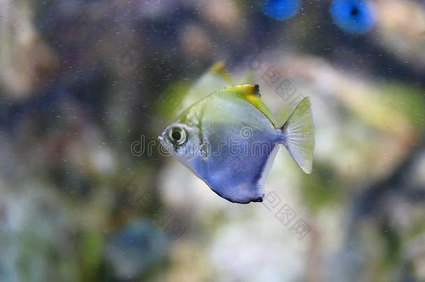 水族馆蝙蝠鱼沿海通常地钻石