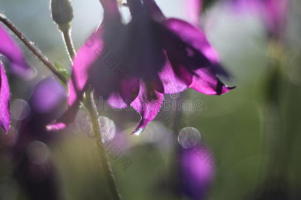 <strong>紫色水</strong>瓶座的花