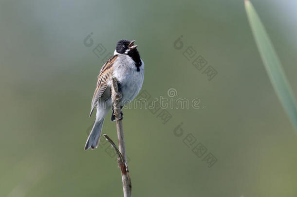 reed bunting，emberiza schoeniclus公司