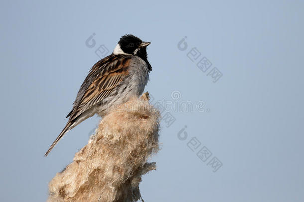 reed bunting，emberiza schoeniclus公司