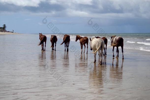 动物海滩飞驰兽群马