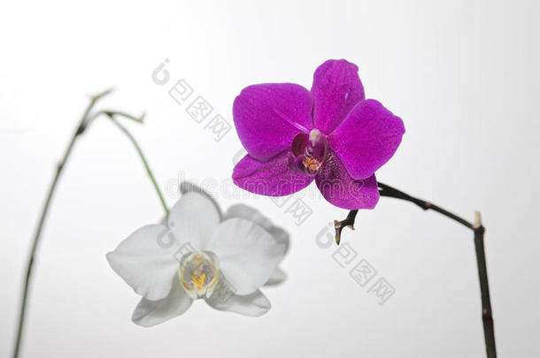 白紫色兰花