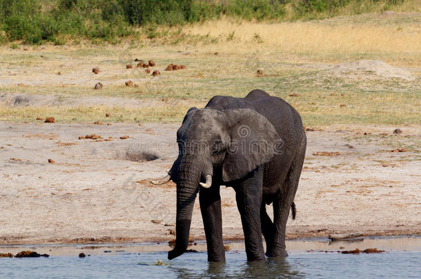 一群非洲象在泥泞的水坑里饮水