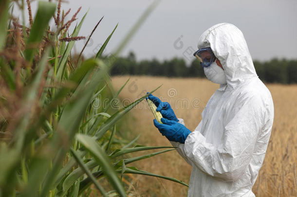 现场生物技术工程师在现场检查玉米芯