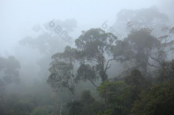 雾蒙蒙的雨林