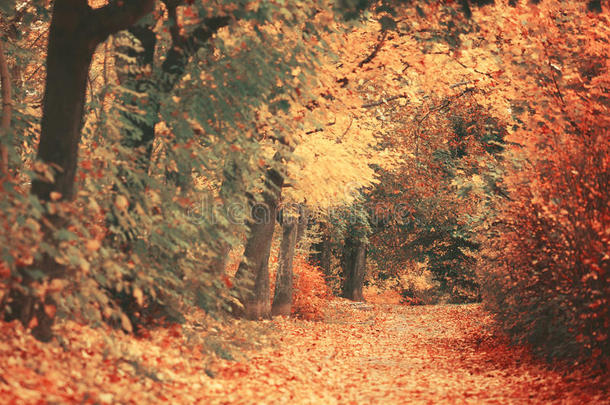 美丽梦幻的秋天森林，有步行的小径