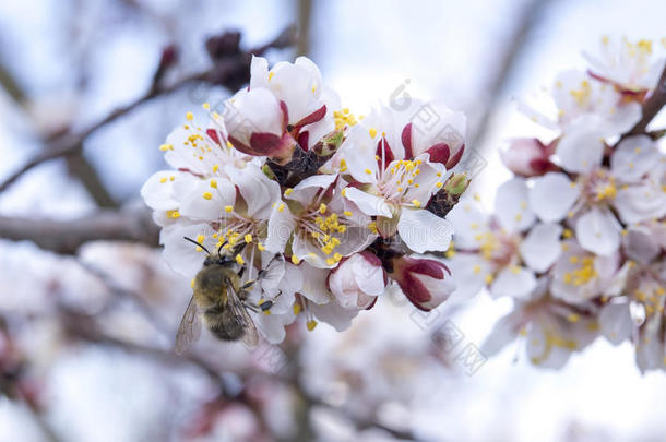 蜜蜂在开花<strong>的春天的</strong>树枝上