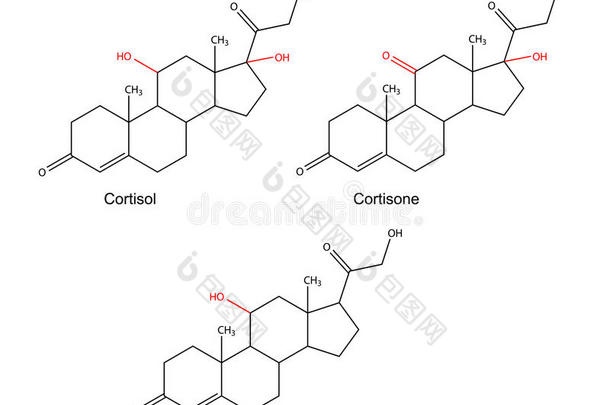 摘要肾上腺原子背景生物