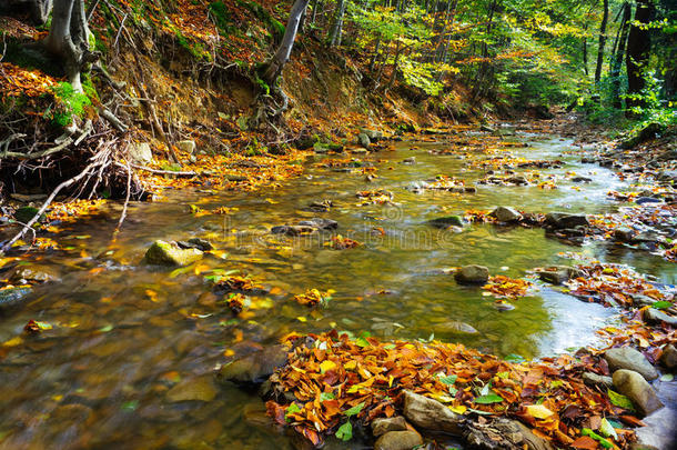 秋天的河流在森林深处