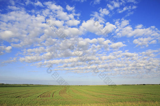 美丽的积云卷云在田野上