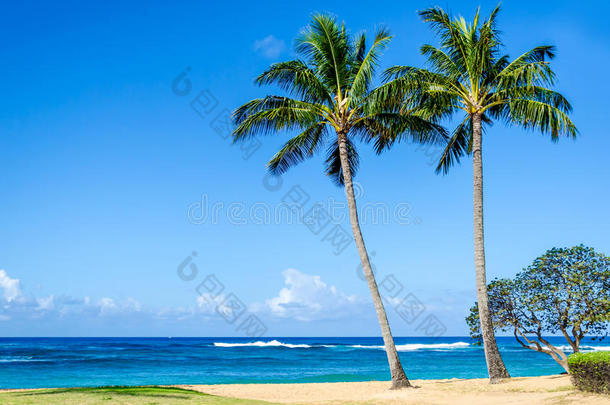 夏威夷沙质皮浦海滩上的椰子棕榈树