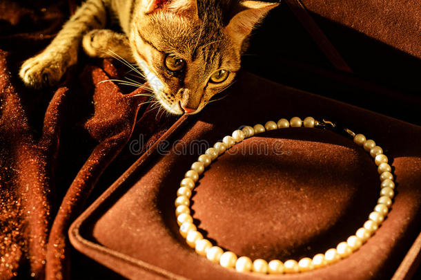 猫珍珠项链
