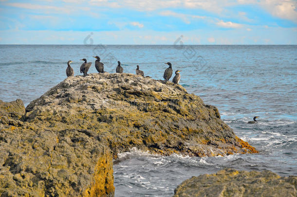在克里米亚的大海背景上有一群鸟的大石头
