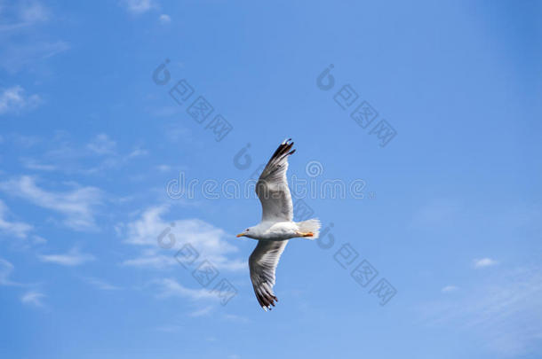 蓝天海鸥