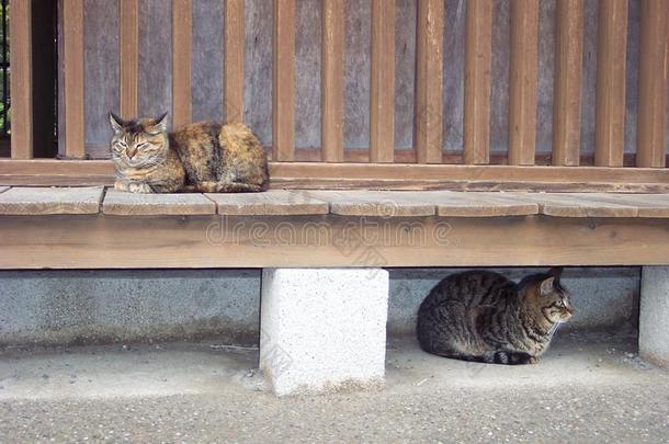 长凳猫猫科动物躲藏日本