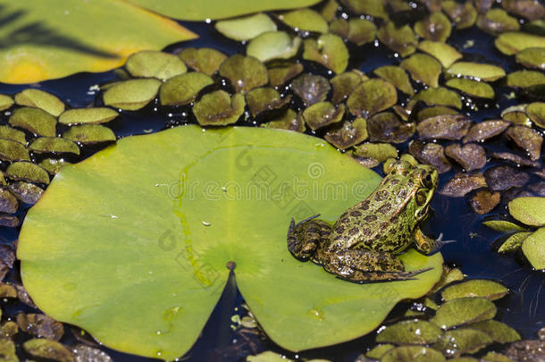 湿地中的绿色青蛙