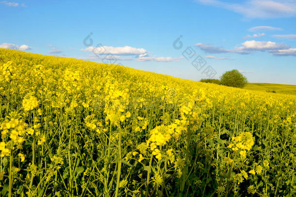美丽的风景与孤独的灌木在黄色的田野和bl