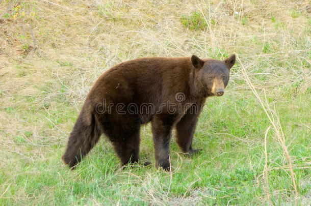 加拿大北部的一只棕色黑熊