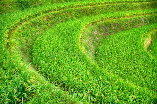 覆盖着绿色成熟水稻堆的水稻梯田的特写
