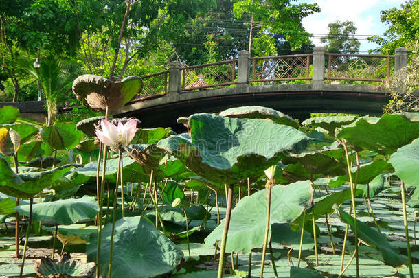 炎炎夏日池塘荷花桥