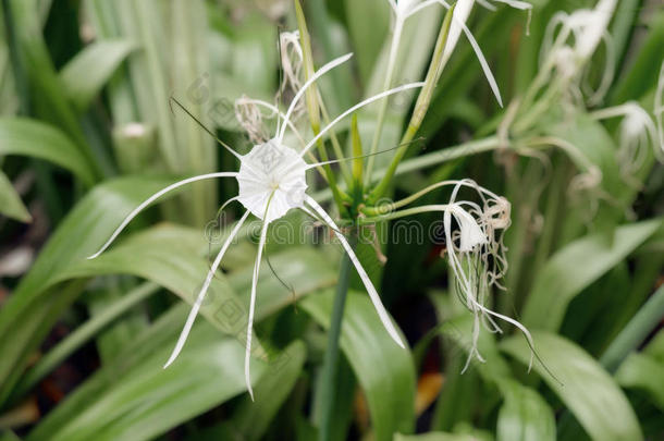 积雪草美丽的开花海百合植物区系