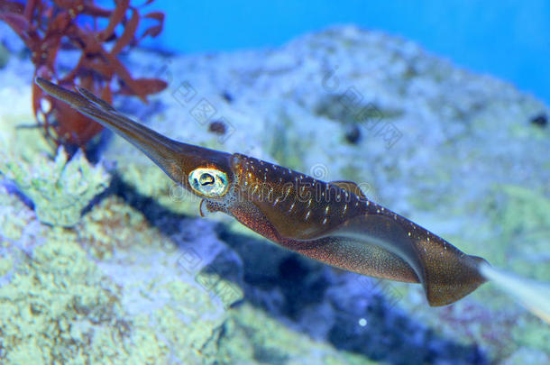 水水族馆布里克蓝线刺尾鱼生物