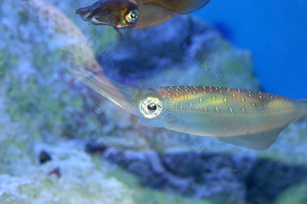 水水族馆布里克蓝线刺尾鱼生物