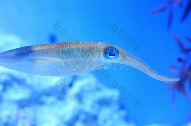 水水族馆布里克蓝线刺尾鱼生物