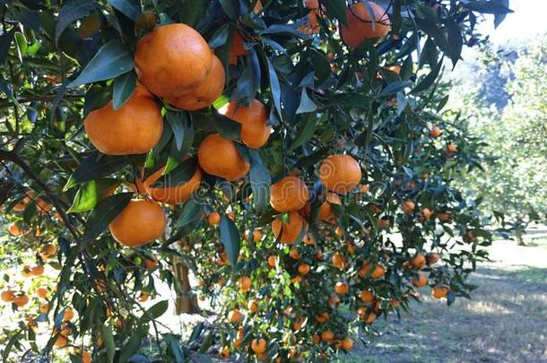 澳大利亚农场普通话新南威尔士<strong>州橘子</strong>
