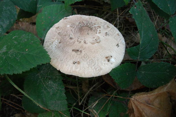 比利时佛兰德斯植物区系蘑菇照片