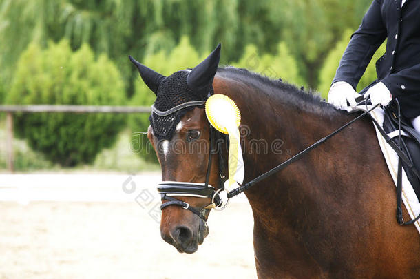 一等奖玫瑰花饰在一匹盛装的马的头上
