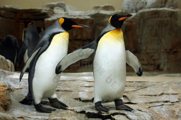动物南极南极洲安塔克提达aptenodytes公司