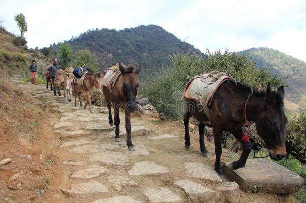 徒步<strong>旅行路线</strong>上的驴子小径