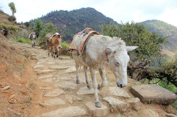 徒步旅行路线上的驴子小径