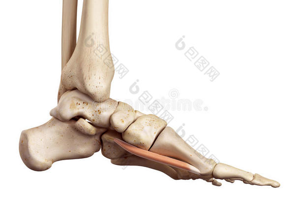 精确的解剖学解剖踝关节背景