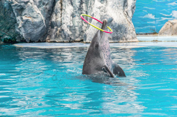泰国曼谷水上公园的海豚表演