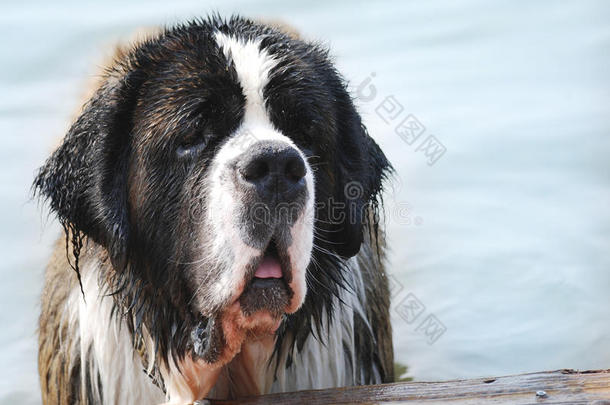 一只大的圣伯纳德狗在水里，他的湿头露出来了。