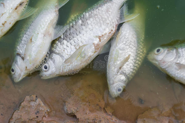 死鱼漂浮在绿色的废水中。