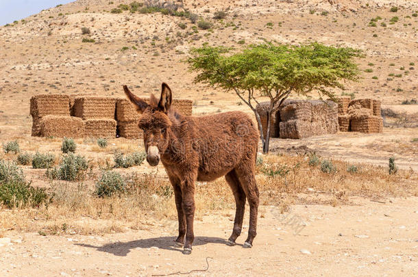 沙漠景观，尼格夫沙漠中的驴子。