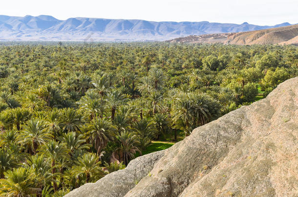 摩洛哥的枣棕榈绿洲