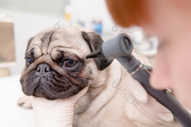 特写专业兽医医生用耳镜检查宠物狗眼