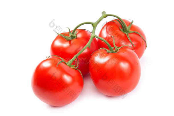 白色<strong>背景上新</strong>鲜西红柿的一支。