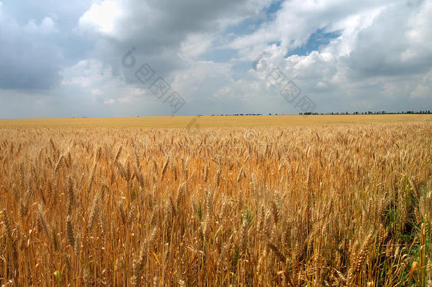 有玉米小麦穗的田野