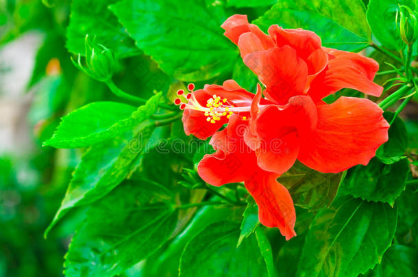 美丽的红色夏威夷芙蓉花