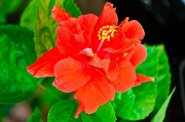 美丽的红色夏威夷芙蓉花