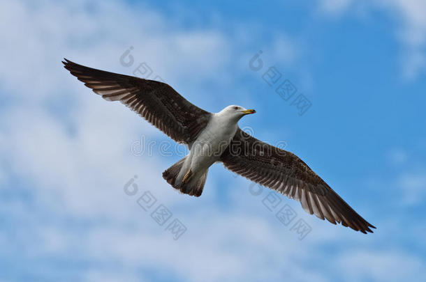 飞行中的幼年鲱鸥